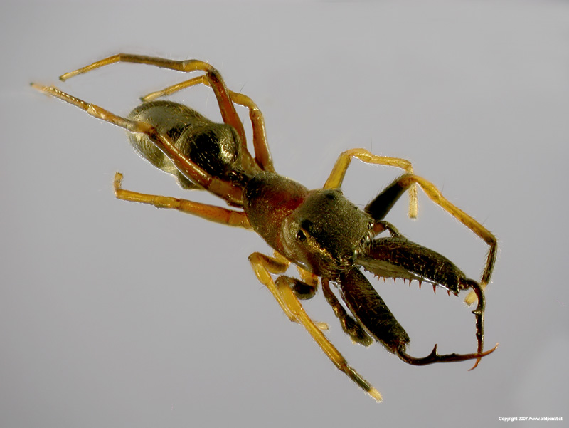 Myrmarachne -formicaria-dorsolateral